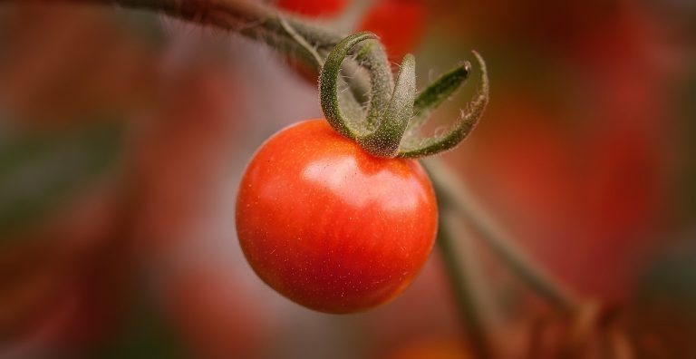 Harga Sayuran Dan Buah Di Mekarjaya Kedungwaringin