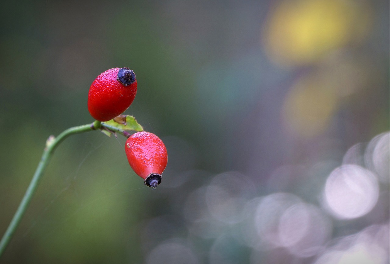 Tempat Jual Sayuran Di Lubangbuaya Setu, Sukasari Serang Baru Bekasi 1 Tempat Jual Sayuran Di Lubangbuaya Setu