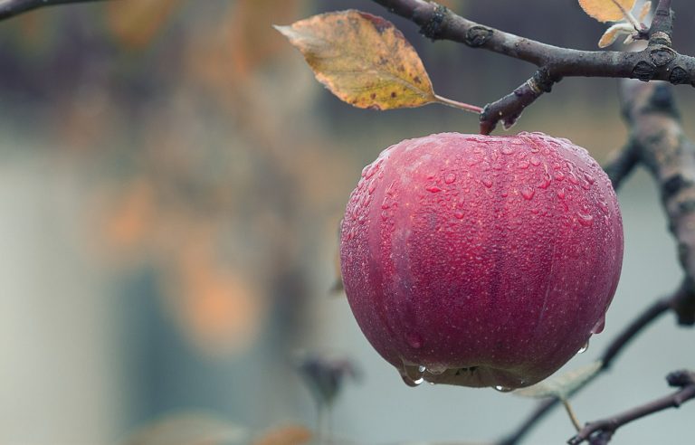 Toko Sayuran Dan Buah Di Sukabudi Sukawangi