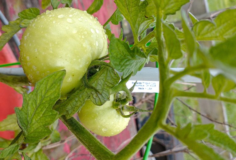 Distributor Sayuran Dan Buah Di Gombong Cikarang Utara