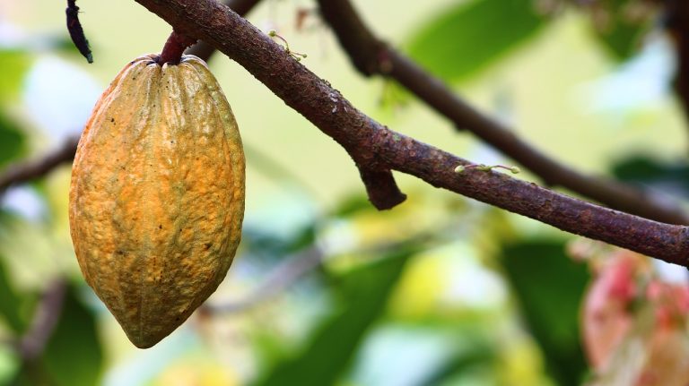 Grosir Sayur Dan Buah Di Wanasari Cibitung