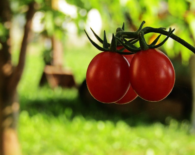 Pemasok Sayur Dan Buah Di Sukamakmur Sukakarya