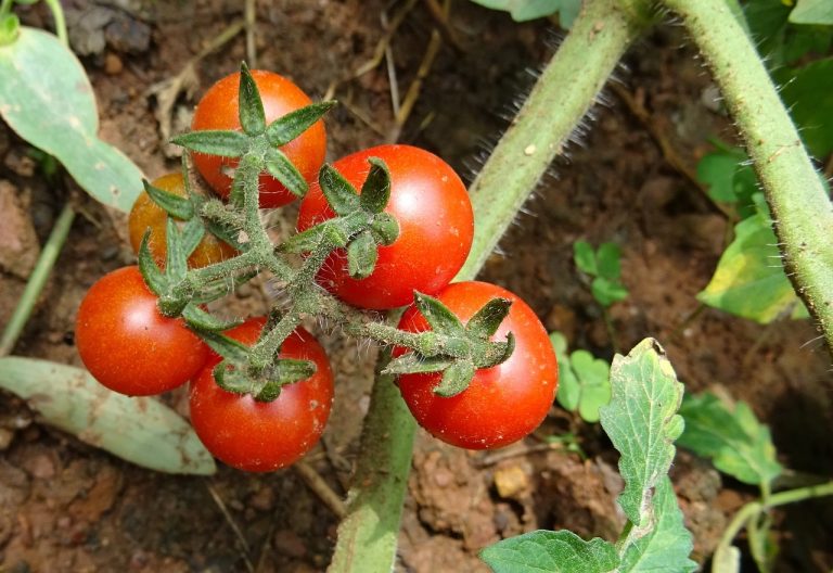 Jual Sayuran Dan Buah Di Samudrajaya Tarumajaya