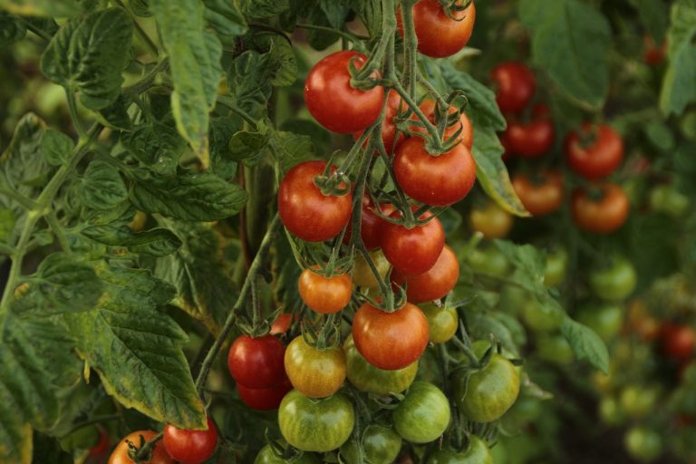 Lokasi Penjual Sayur Di Karangbaru Cikarang Utara