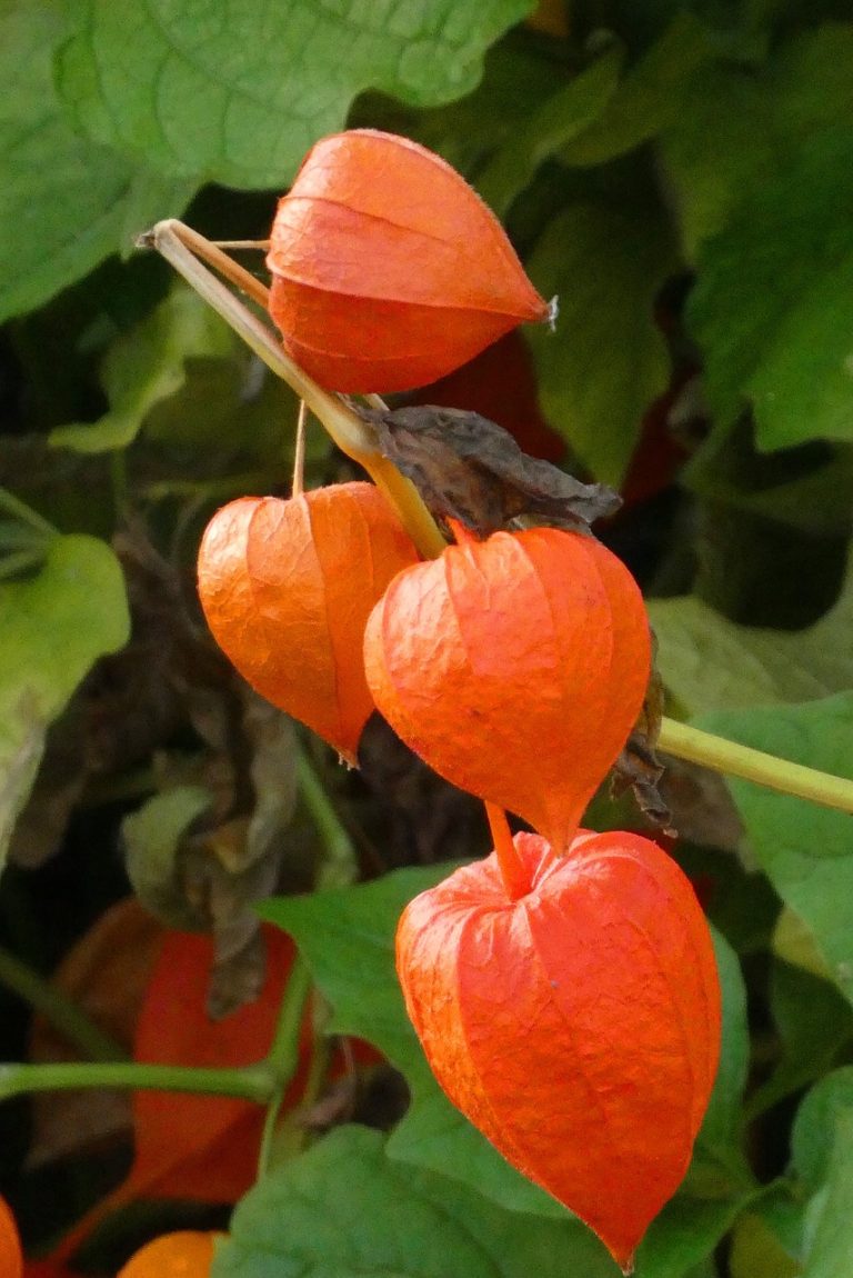 Toko Sayur Dan Buah Di Sukamanah Sukatani