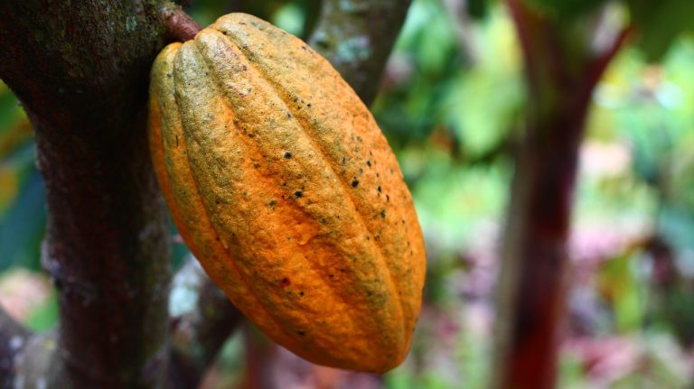 Pemasok Sayur Dan Buah Terdekat Di Sukamurni Sukakarya