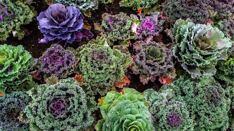 Pemasok Sayur Dan Buah Terdekat Di Wangunharja Cikarang Utara, harga sayuran murah