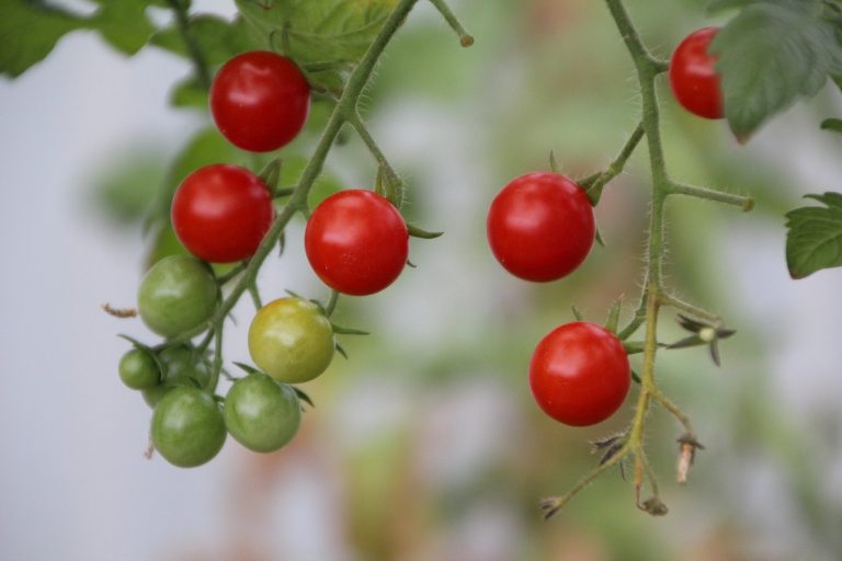 Harga Sayur Dan Buah Terdekat Di Bahagia Babelan