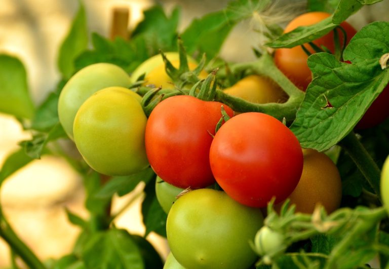 Grosir Sayur Dan Buah Terdekat Di Cicau Cikarang Pusat