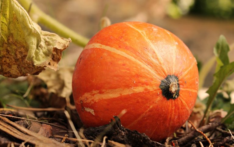 Harga Sayuran Dan Buah Terdekat Di Sukatenang Sukawangi