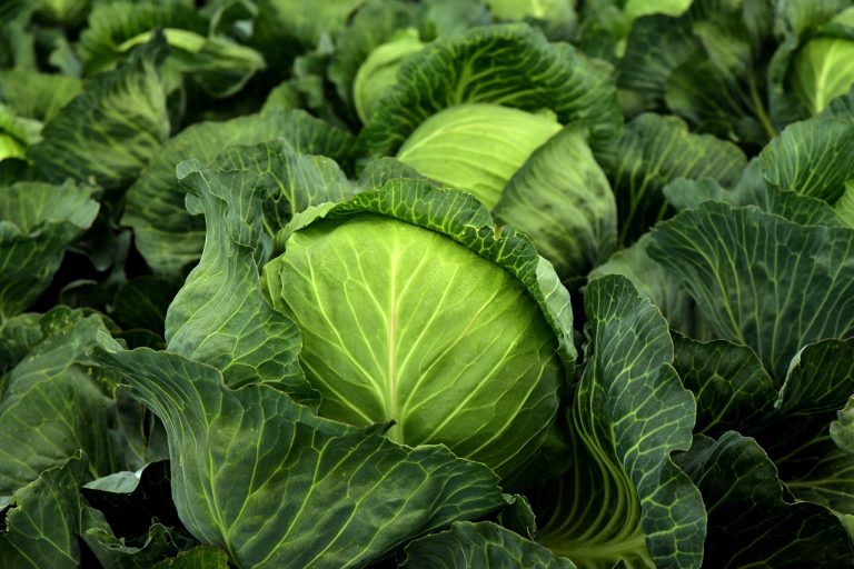 Harga Sayuran Dan Buah Terdekat Di Waringinjaya Kedungwaringin