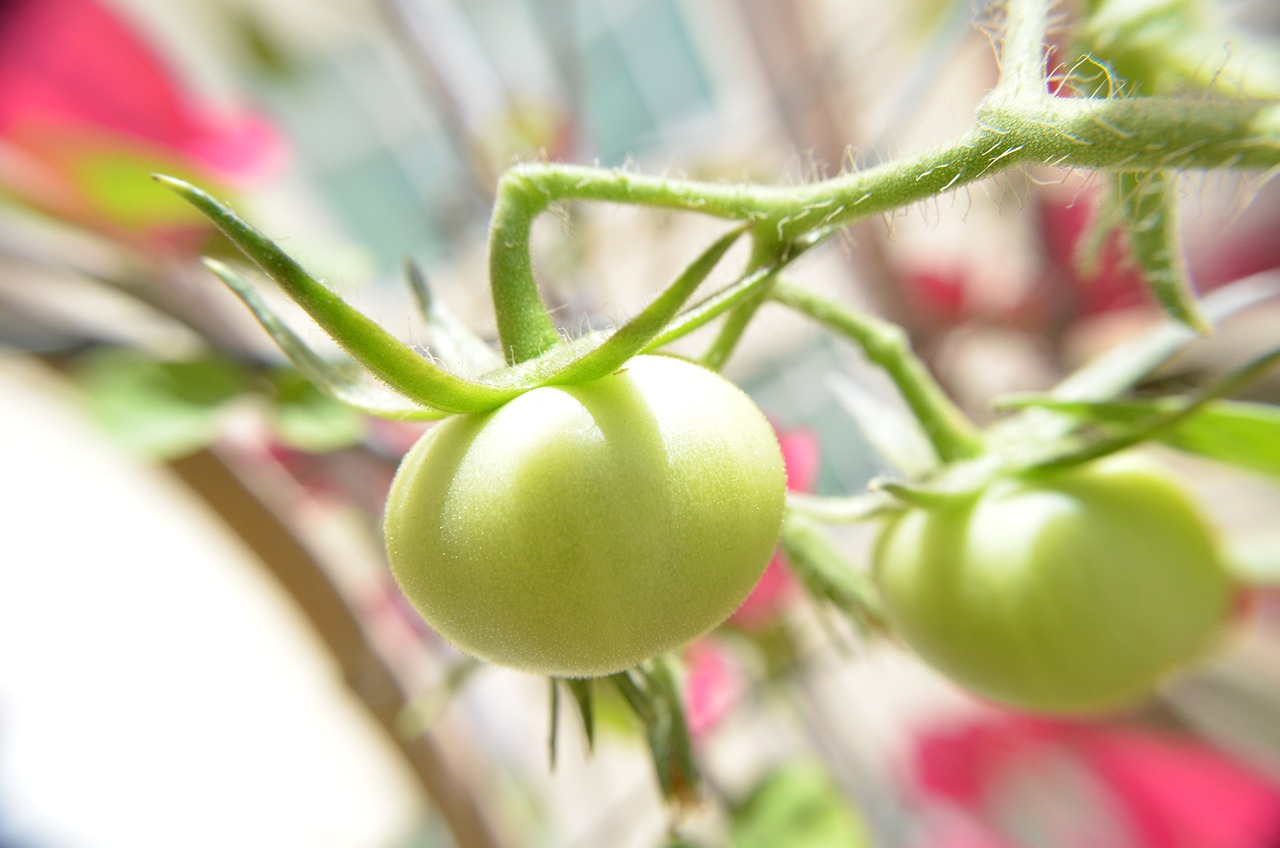 Tempat Jual Sayuran Dan Buah Terdekat Di Ragamanunggal Setu