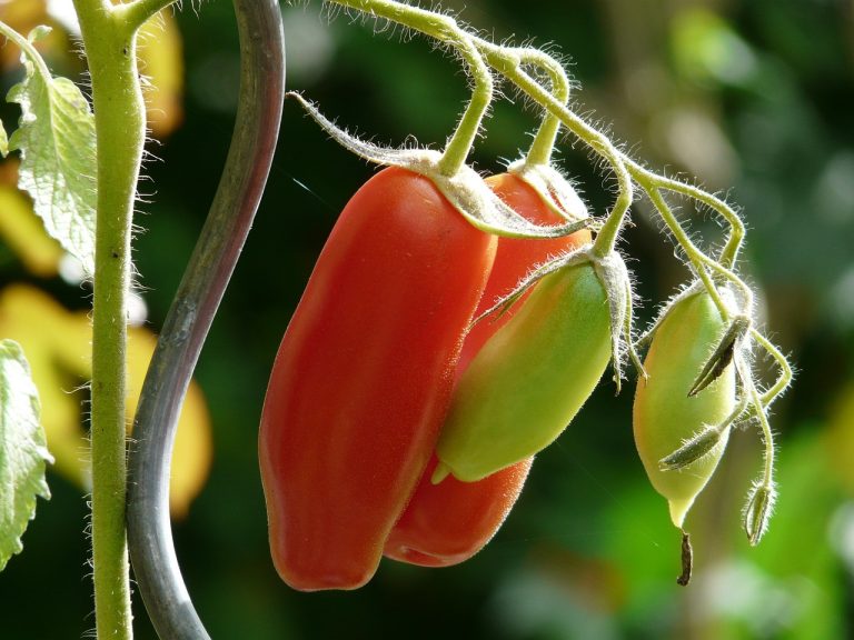 Jual Sayur  Di Sukajaya Cibitung