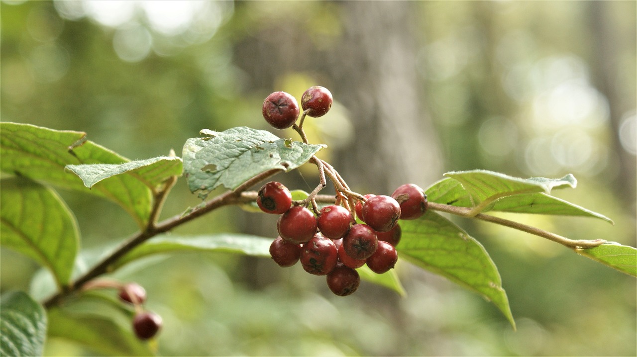 Lokasi Penjual Sayuran Di Sukajadi Sukakarya