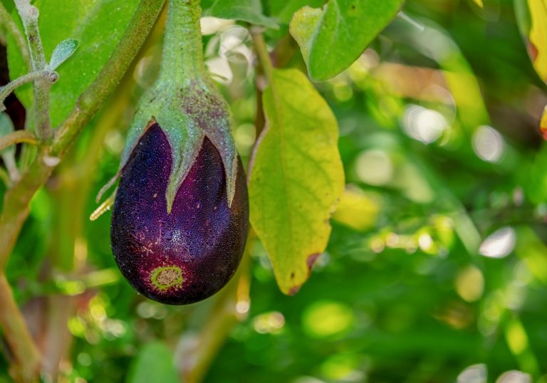 Pemasok Sayur Dan Buah Terdekat Di Sukamurni Sukakarya