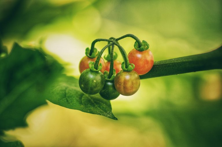 Pemasok Sayur Dan Buah Terdekat Di Wangunharja Cikarang Utara