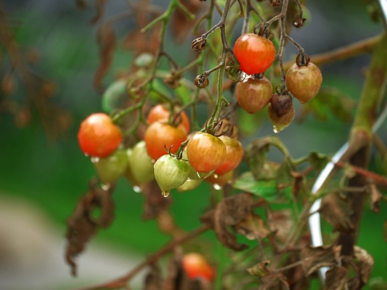 Distributor Sayuran Dan Buah Di Mangunjaya Tambun Selatan