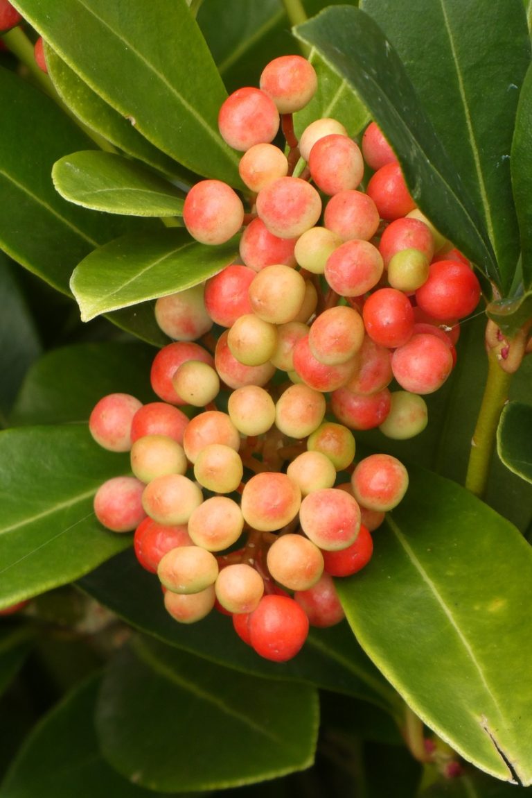 Jual Sayuran Dan Buah Di Cibarusahjaya Cibarusah